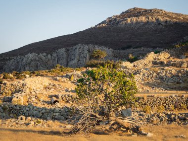 Gün batımında incir ağacı