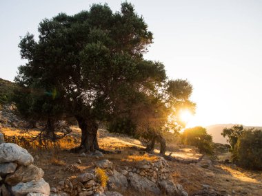 Büyük ağaç bir eşiğinde gün batımında