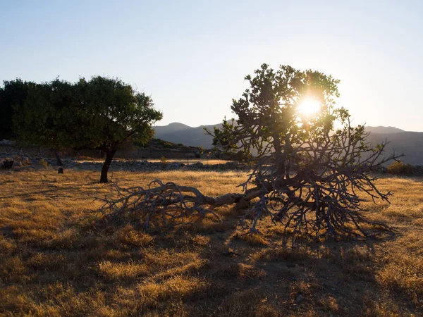 Gün batımında incir ağacı