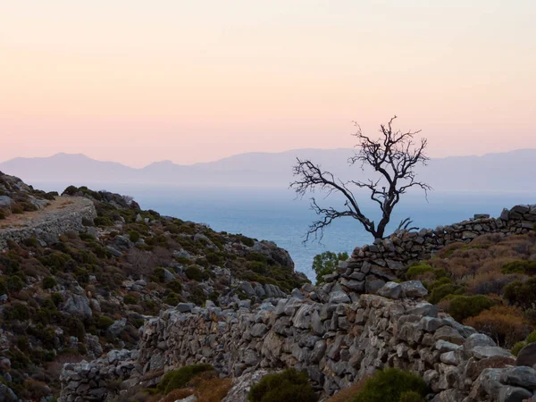 Yalnız ağaç Tilos eşiğinde