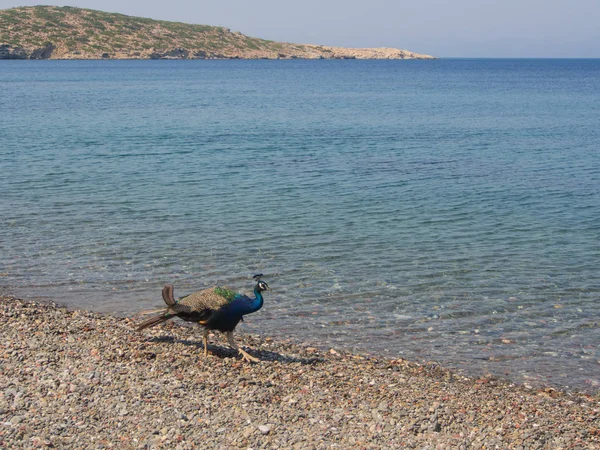 Plaka plajında Peacock yürüyüşü