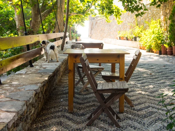 Saint Panteleimon manastırda bir köpek