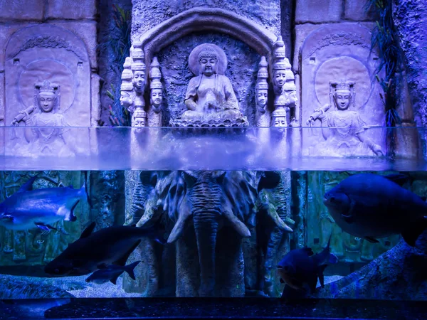 Antaliya akvaryum balık