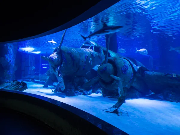 Pesci dell'acquario di Antaliya — Foto Stock