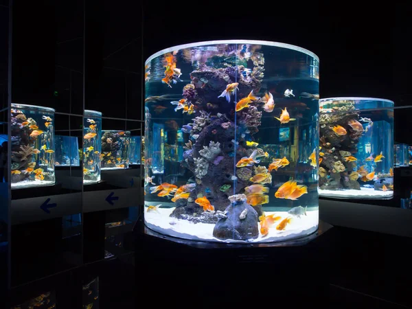Антальские аквариумные рыбы — стоковое фото