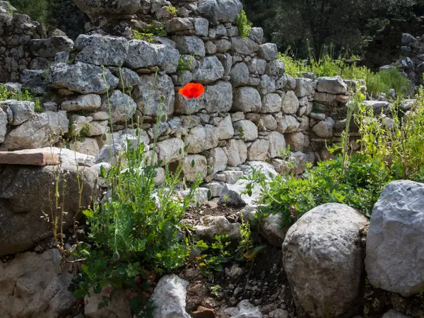 Klaproos bloemen op de ruïnes van Olympos — Stockfoto