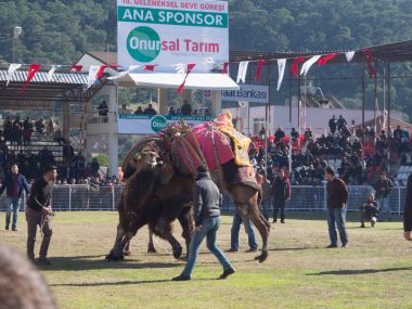 Camel wrestling in Kumluca clipart