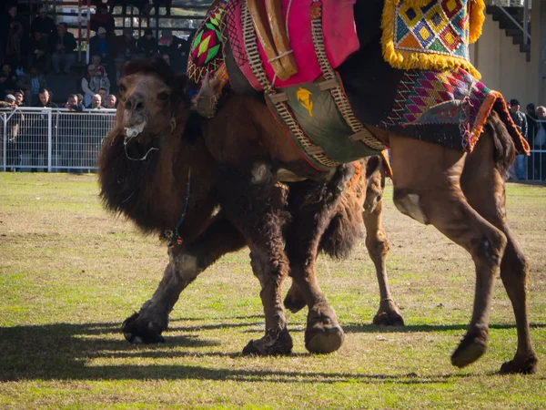 Camel worstelen in Kumluca — Stockfoto