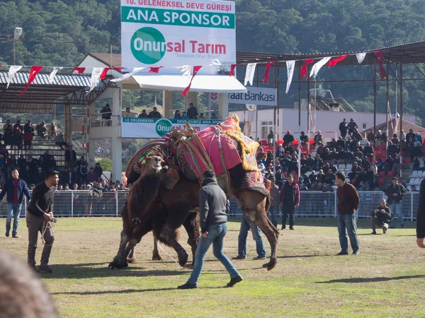 Zápas v Kumluca velbloud Stock Obrázky