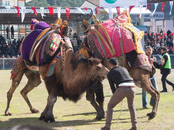 骆驼在安塔利亚摔跤 图库照片