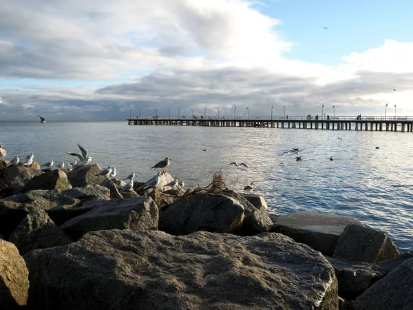 Gaviota en el fondo del muelle — Foto de Stock