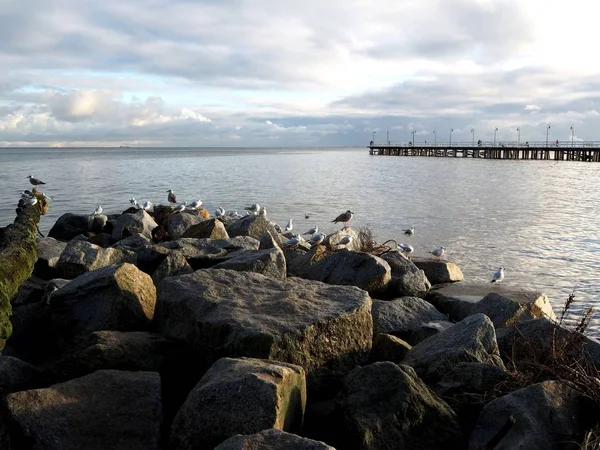 akşam buzlu martılar