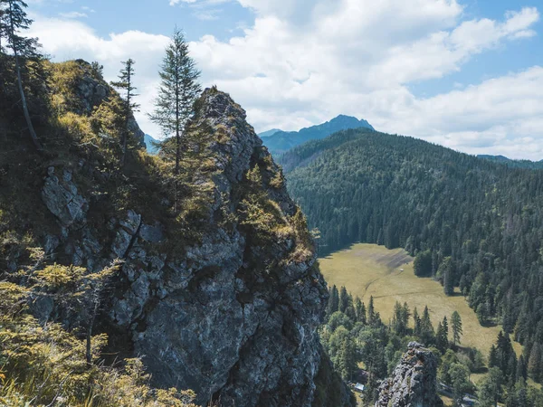 Ağaçlar zirvesinde