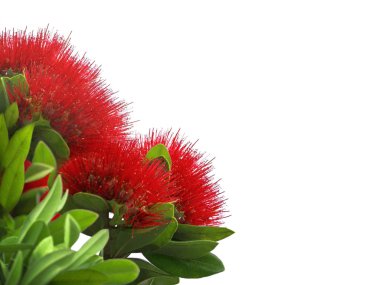 Pohutukawa, New Zealand Christmas Tree clipart