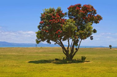 Pohutukawa, Yeni Zelanda Noel ağacı