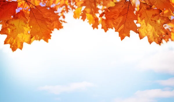 Hojas de otoño fondo —  Fotos de Stock