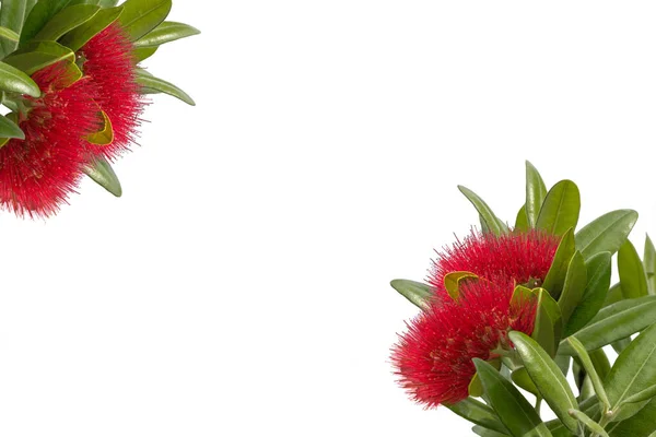 Pohutukawa - Nova Zelândia fundo da árvore de Natal — Fotografia de Stock