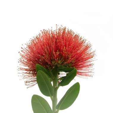 Pohutukawa çiçeği yaklaş.