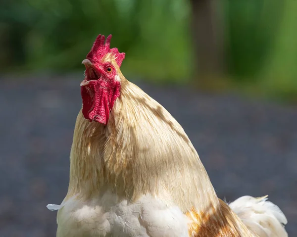 Rooster crowing portrait closeup — ストック写真