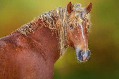 Kahverengi at portresi. Arka planda bulanık.