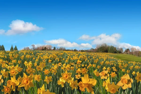 화창한 날에 노란색 수 선화 파노라마의 아름 다운 봄 필드 — 스톡 사진