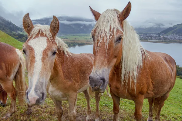 Konie Alpejskie Nad Jeziorem Zell See Austria — Zdjęcie stockowe