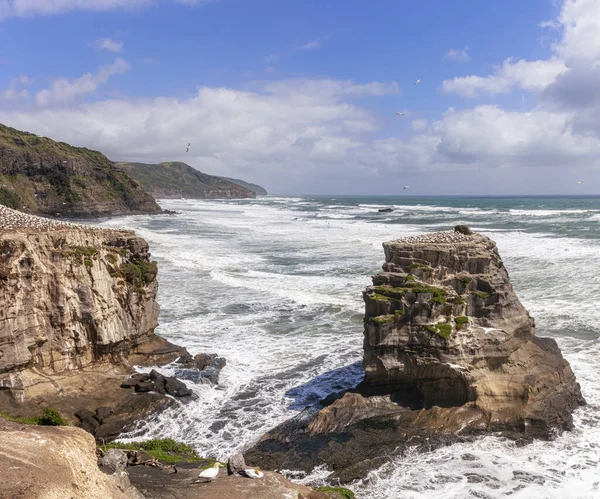 Yeni Zelanda Muriwai Sahili Ndeki Sümsük Kuşu Kolonisi — Stok fotoğraf