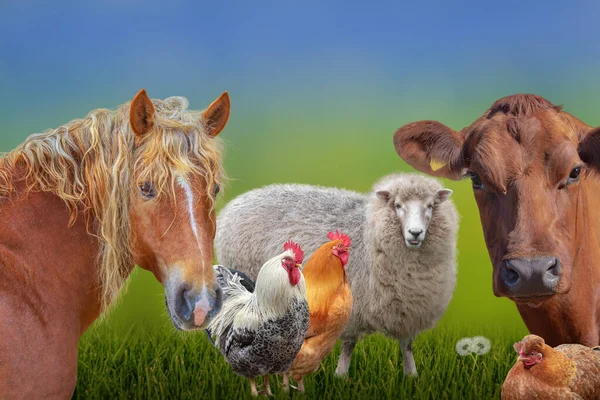 Farm Animals Group Cow Sheep Chickens Horse — Stock Photo, Image