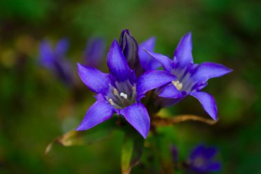 Sonbahar Japon Gentiana Scabra yakın plan (sığ Dof)