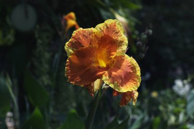 Koyu yeşil arka planda sarı-turuncu iris çiçekleri