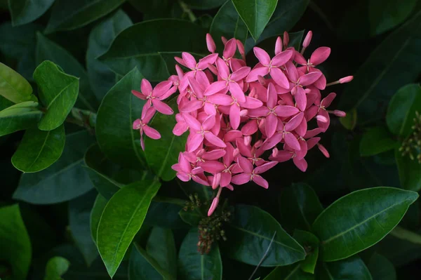 Ixora coccinea (také známá jako jungle geranium, jungle flame), čeledi Rubiaceae — Stock fotografie