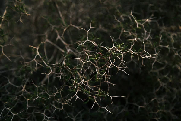 Vachellia karroo (Acacia karroo) espinas. Profundidad superficial del campo — Foto de Stock