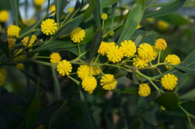 Acacia saligna (Coojong, altın gerdan, turuncu gerdan) çiçekleri kapat.