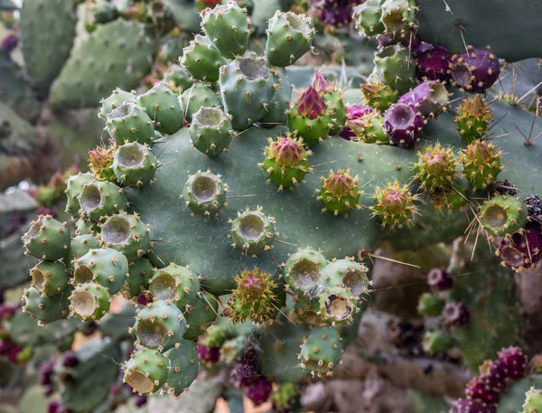 Kaktus Hintergrund im Garten — Stockfoto