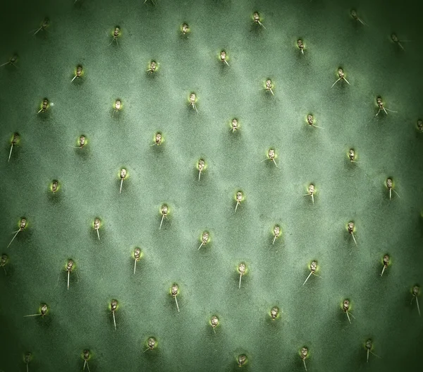 Cactus Textura fundo natural — Fotografia de Stock