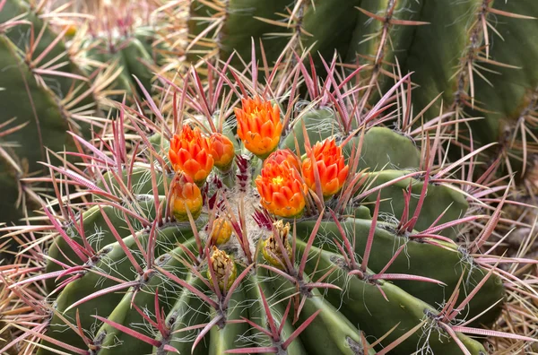 Blomma av kaktus i öknen — Stockfoto