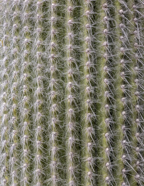 Cactus Textura fondo natural . — Foto de Stock