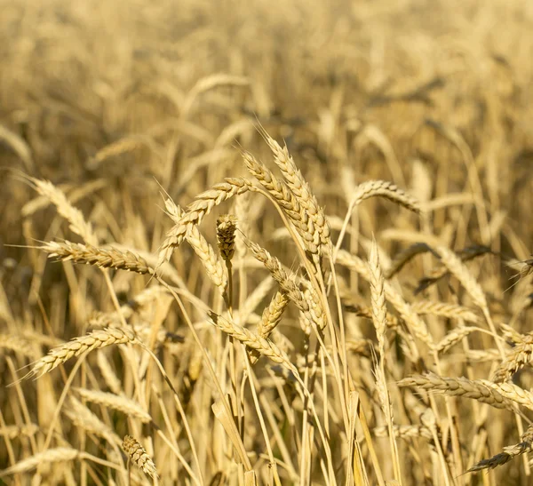 Фон поля пшеницы — стоковое фото