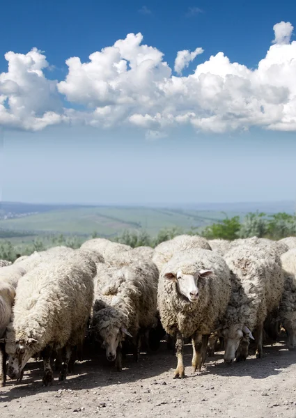 Flock of sheep on the road — Stock Photo, Image
