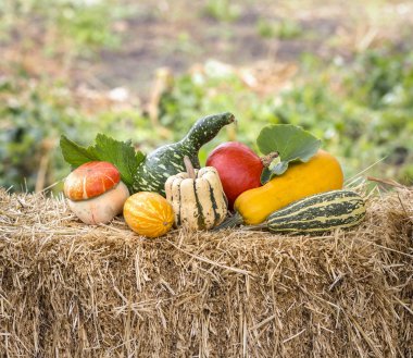 Balkabağı. Kabaklar Bahçe. 