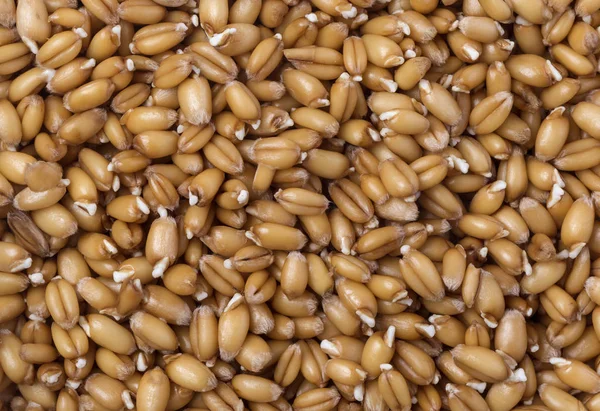 Wheat germ background — Stock Photo, Image