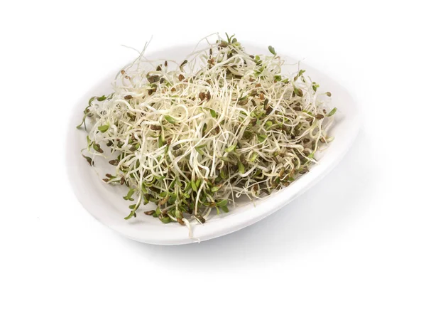 Brotes de alfalfa fresca — Foto de Stock