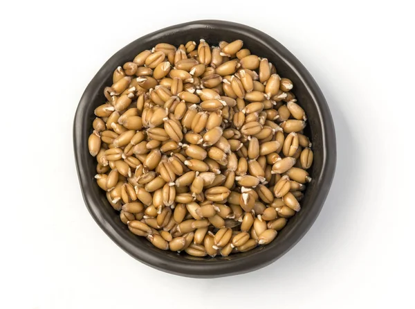 Sprouted wheat germ in a bowl — Stock Photo, Image