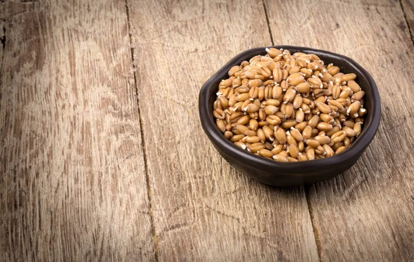 Sprouted wheat germ — Stock Photo, Image