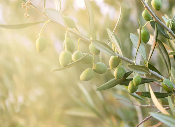 Olive tree with leaves, Stock Photo