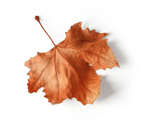 Primer plano de la hoja de arce de otoño en blanco — Foto de Stock