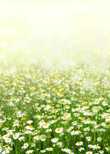 Kamillenblüten — Stockfoto