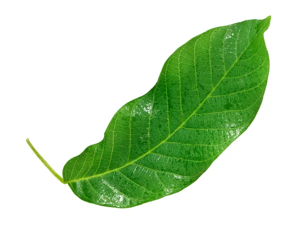녹색 잎을 분리 시킴 — 스톡 사진