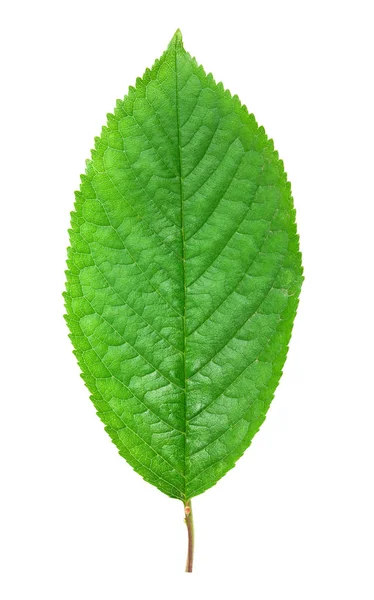 Folha verde isolada — Fotografia de Stock