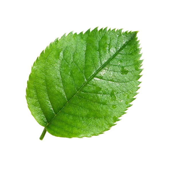 Hoja verde aislada — Foto de Stock